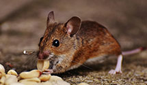 24 Hour & Emergency Exterminators in Waynesboro, VA